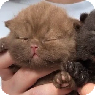 🐱