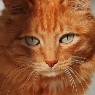 🤩