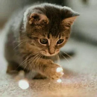 😺