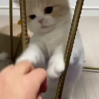🐈