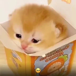 🌟