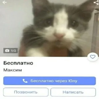 🐱