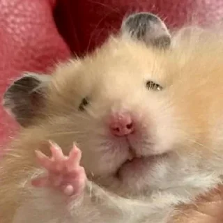 🖐️