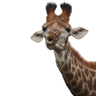 😚
