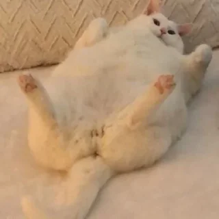 🙌