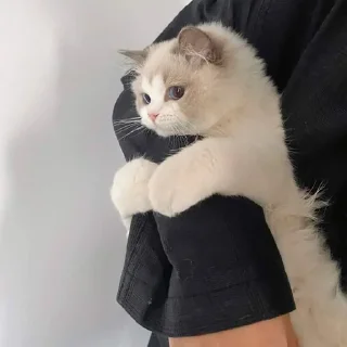 🐈