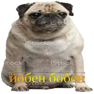 🐶