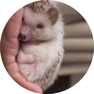 🦔