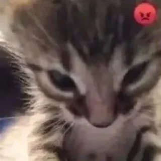 😡