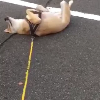🐶