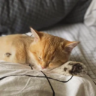 😴