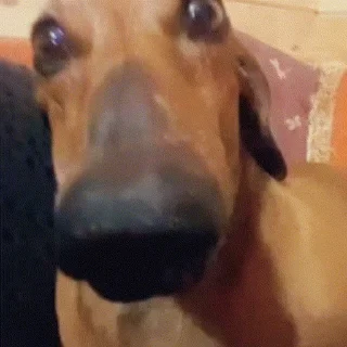 🥺