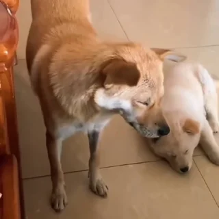 🐩