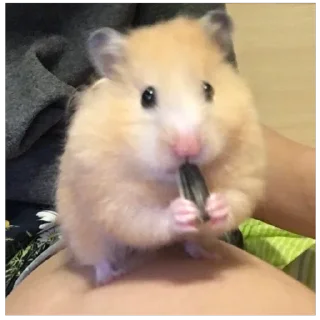 🐹