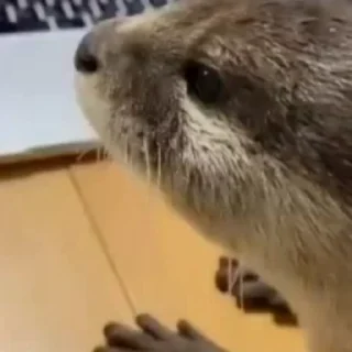👀