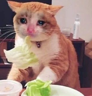 🐱
