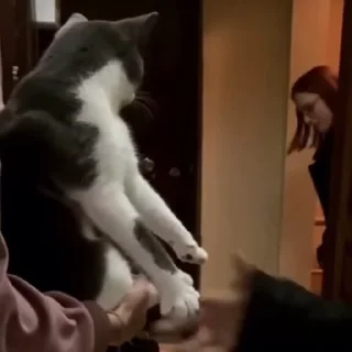 😼
