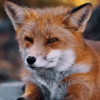 🤩