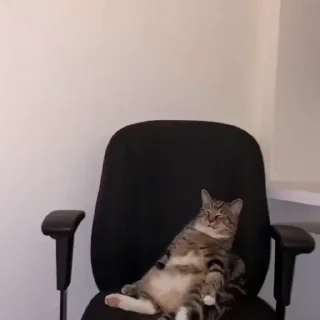 🐈