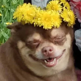 🌼