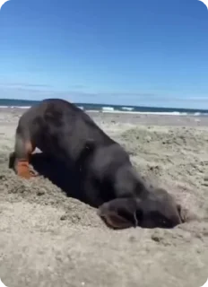 🏖