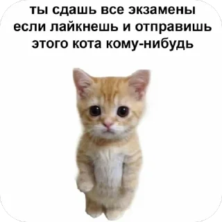 🐱