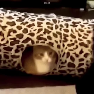 🐾