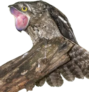 😱