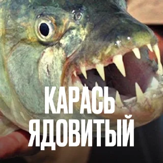 🐠