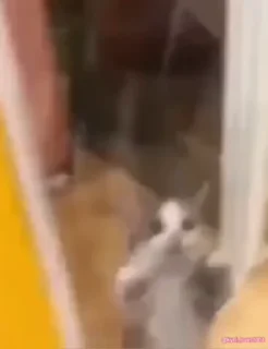 🥹
