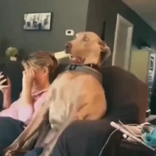 🐩