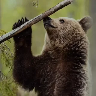 🤩