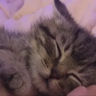 💤