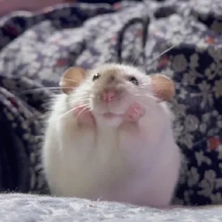 🐹