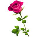 🌹