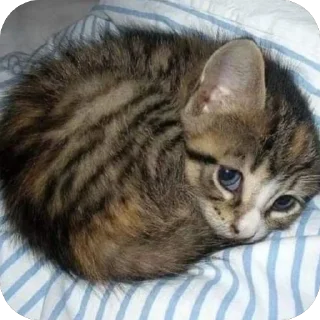 🥺