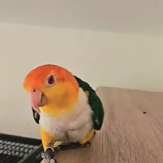 🤩