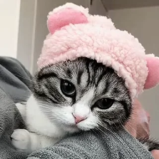 🌟