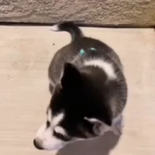 🌟