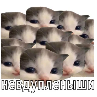 🐱