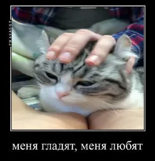 🐱