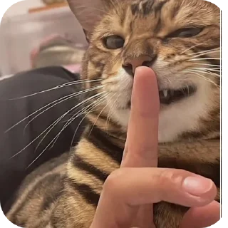 🐱
