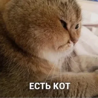 🐱