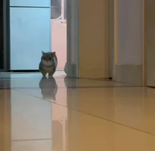 🌟
