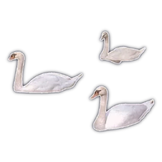 🦢