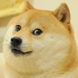 🐶