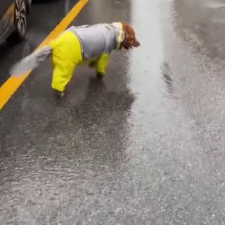 🐩