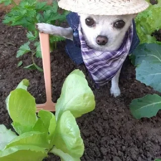 🐶
