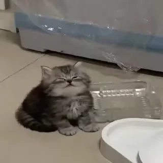 🐈