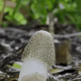 🍆